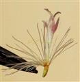  Disc Floret